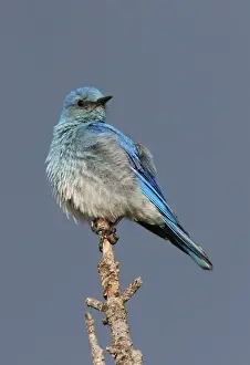 Mountain Bluebird Yellowstone National Park, Wyoming, USA