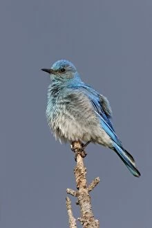 Images Dated 2nd July 2005: Mountain Bluebird Yellowstone National Park, USA