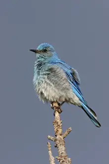 Sialia Prints: Mountain Bluebird Yellowstone National Park, USA