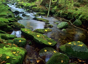 Arty Gallery: Mountain brook - with moss-covered rocks flowing through primeval forest in autumn