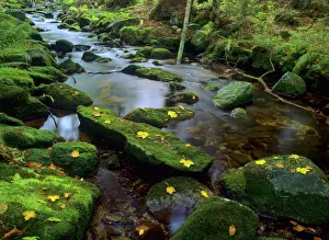 Tranquillity Prints: Mountain brook with moss-covered rocks flowing through primeval forest in autumn Bavarian Forest National Park