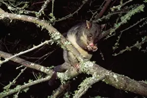 Possums Prints: Mountain Brushtail Possum South East Australia