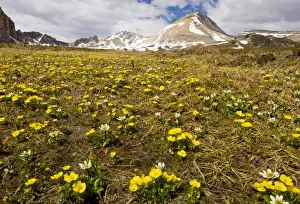 Floweriest Prints: Mountain Buttercup and Mountain Marsh-Marigold