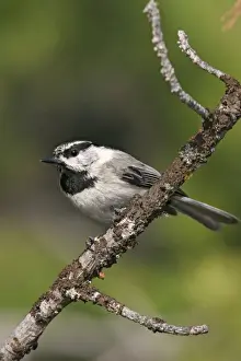 Mountain Chickadee
