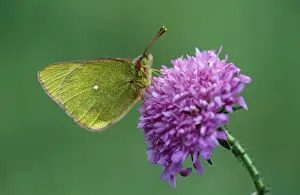 Mountain Clouded Yellow Butterfly Italian Alps