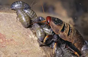 Nymphs Prints: Mountain Cockroach - female nymphs 1-2 hours old South Africa