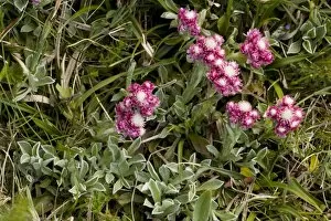 Images Dated 20th May 2006: Mountain everlasting, female flower (Antennaria dioica). N. Europe