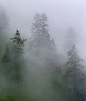 Mountain forest with larch trees in rain