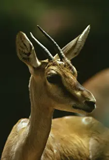 Gazelles Prints: Mountain Gazelle - vulnerable species. Portrait, Arabian Peninsula JPF23383