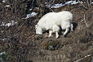 Images Dated 22nd March 2008: Mountain Goat