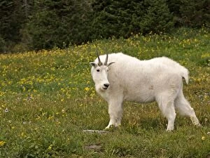 Images Dated 14th September 2011: Mountain Goat