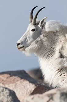 Mountain Goat - close up of head