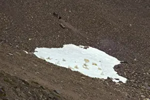 Mountain goat females with young lying on small snow patch. Pacific Northwest, summer. Mt. goats do not pant or sweat and often seek a snow patch or windy ledge to stay cool under the intense alpine summer sun
