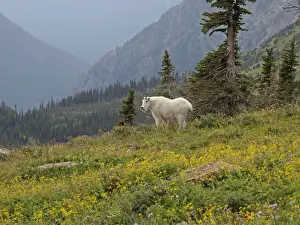 Hoof Prints: Mountain Goat - Glacier National Park - USA