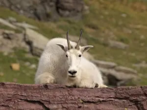 Mountain Goat - Glacier National Park - USA
