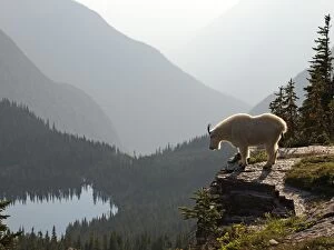 Images Dated 15th September 2011: Mountain Goat - Glacier National Park - USA