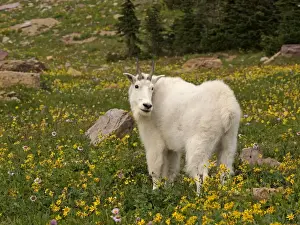 Mountain Goat - Glacier National Park - USA