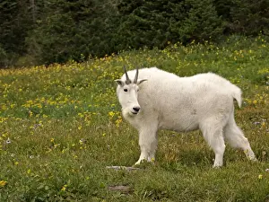 Mountain Goat - Glacier National Park - USA