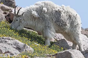 Mountain Goat - grazing on steep slope