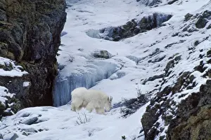 Mountain Goat. Jasper National Park, Canadian Rockies. Winter. Mg448