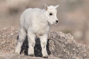 Mountain Goat - kid standing on rock