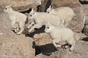 Mountain Goat - Four kids jumping over rocks