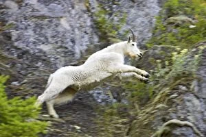 Images Dated 12th May 2006: Mountain Goat - Leaping across cliff face Olympic National Park, Washington State, USA MA000375