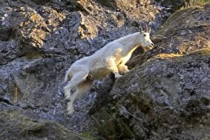 Images Dated 12th May 2006: Mountain Goat - Leaping across cliff face Olympic National Park, Washington State, USA MA000374