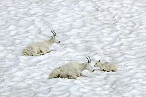 Images Dated 27th July 2009: Mountain Goat - lying down in snow - Glacier National Park - Montana - USA _D3A7532