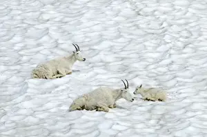 Stock Prints: Mountain Goat - lying down in snow - Glacier National Park - Montana - USA _D3A7532
