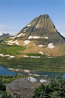 Ungulates Prints: Mountain Goat - nanny and kid lying down overlooking Hidden Lake