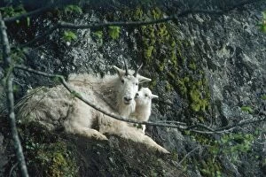 Images Dated 2nd March 2005: Mountain Goat - nanny and kid, Washington, Pacific N.W. USA MG7B