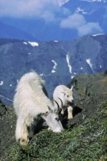 Images Dated 9th September 2004: Mountain Goat - nanny with young kid. Washington, Western USA mg190