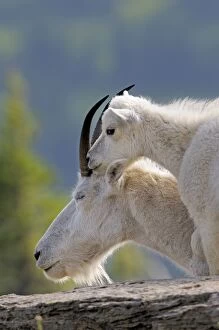 Images Dated 28th July 2009: Mountain Goat - nanny with young kid - Glacier National Park - Montana - USA _D3A8094