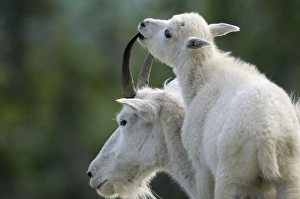 Images Dated 28th July 2009: Mountain Goat - nanny with young kid - Glacier National Park - Montana - Summer _D3A8045
