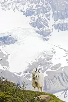 Images Dated 11th July 2006: Mountain Goat (Oreamnos americanus)