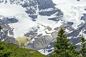 Images Dated 11th July 2006: Mountain Goat (Oreamnos americanus)