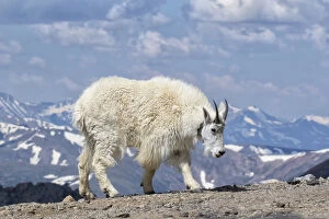 Americanus Gallery: Mountain Goat -  Oreamnos americanUS female in summer