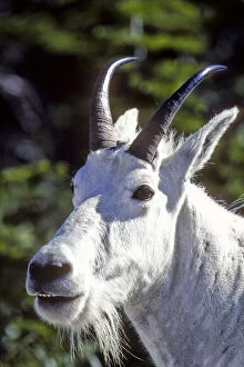 Mountain Goat, Oreamnos americanus, In Glacier