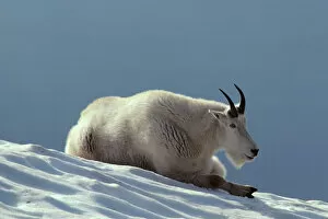 Altitude Gallery: Mountain Goat resting on snow. In the summer time mt. goats frequently rest on snow patches to