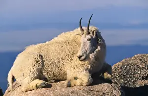 Mountain Goat Rocky Mountains, Norht America