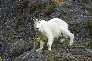 Images Dated 12th May 2006: Mountain Goat - On steep cliff Olympic National Park, Washington State, USA MA000361