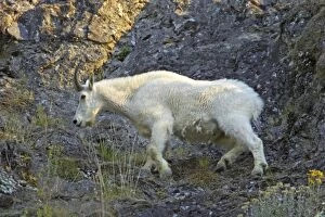 Images Dated 12th May 2006: Mountain Goat - On steep cliff Olympic National Park, Washington State, USA MA000362