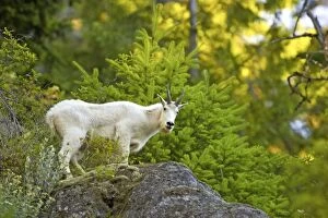 Images Dated 12th May 2006: Mountain Goat on steep cliff Olympic National Park Washington State, USA MA000372