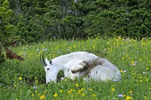 Images Dated 28th July 2009: Mountain Goat - using dirt wallow - Glacier National Park - Montana - Summer - Wallowing