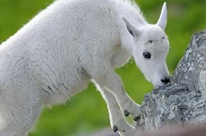 Images Dated 28th July 2009: Mountain Goat - young kid - Glacier National Park - Montana - USA _D3A8348