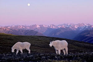 Landscapes Collection: Mountain Goats - grazing in alpine meadow. Olympic National Park, Washington, USA. MG305