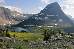 Images Dated 28th July 2009: Mountain Goats - near Hidden Lake and Bearhat Mountain in Glacier National Park - Montana - USA