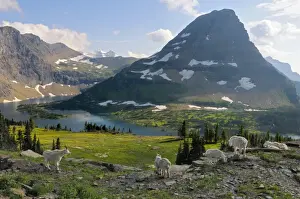 Stock Prints: Mountain Goats - near Hidden Lake and Bearhat Mountain in Glacier National Park - Montana - USA - Summer _D3A8097