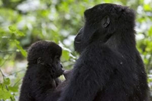 Images Dated 16th September 2005: Mountain Gorilla - 10 month old infant nursing. Virunga Volcanoes National Park - Rwanda